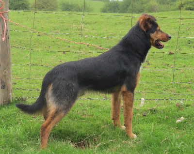 Welsh Sheepdog Tynygraig Bob